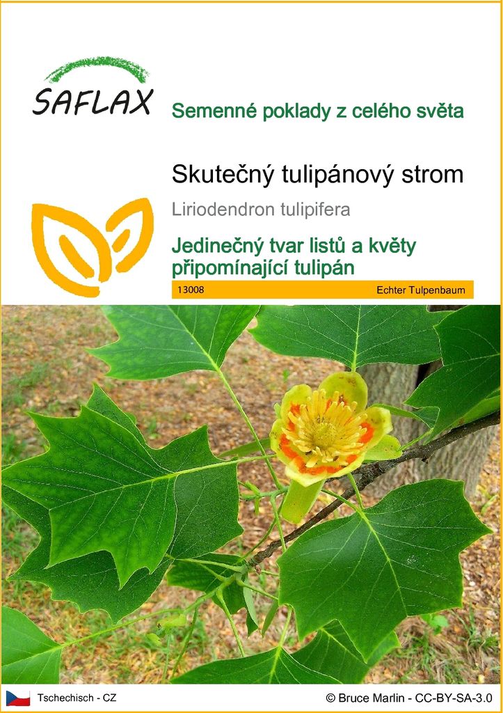 SAFLAX - Skutečný tulipánový strom - Liriodendron Obrázek produktu 