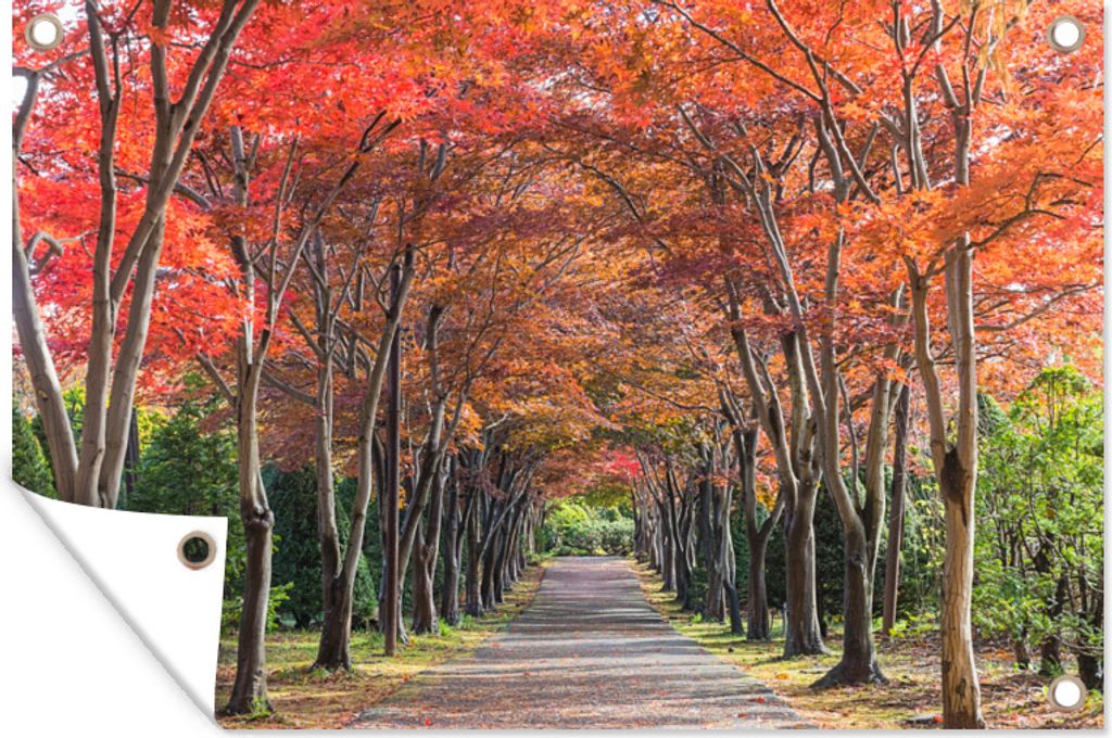 MuchoWow 60x40 cm Outdoor-Poster Gartendeko Sichtschutz Garten Poster für den Garten Bäume mit roten Blättern stehen am Rande eines Weges in d...
