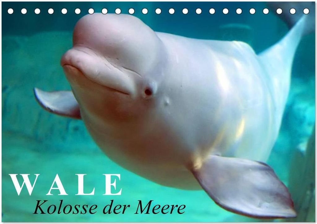 Wale - Kolosse der Meere (Tischkalender 2026 DIN A5 quer), CALVENDO Monatskalender