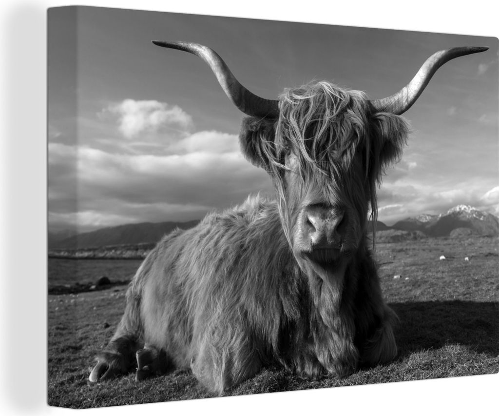 OneMillionCanvasses - Leinwandbilder - 140x90 cm, Liegender schottischer Hochlandrind - schwarz und weiß, Wandbilder Kunstdruck Wanddekoration