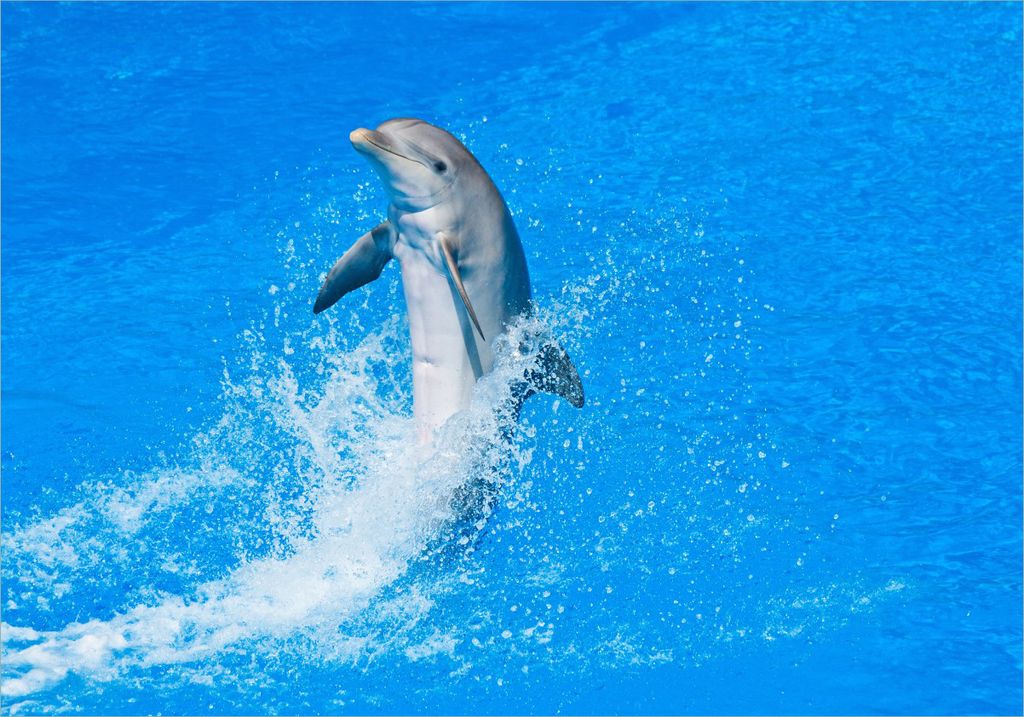 Wallario selbstklebendes Poster - Fröhlicher Delfin im blauen Wasser, Größe: 70 x 100 cm