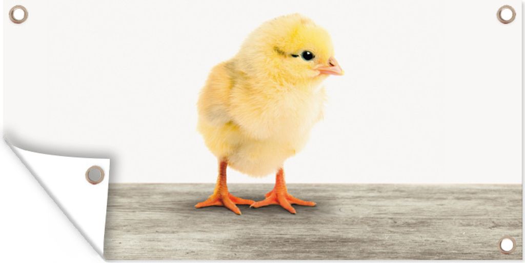 MuchoWow 60x30 cm Outdoor-Poster Gartendeko Sichtschutz Garten Poster für den Garten Küken - Tiere - Jungen - Mädchen - Kinder