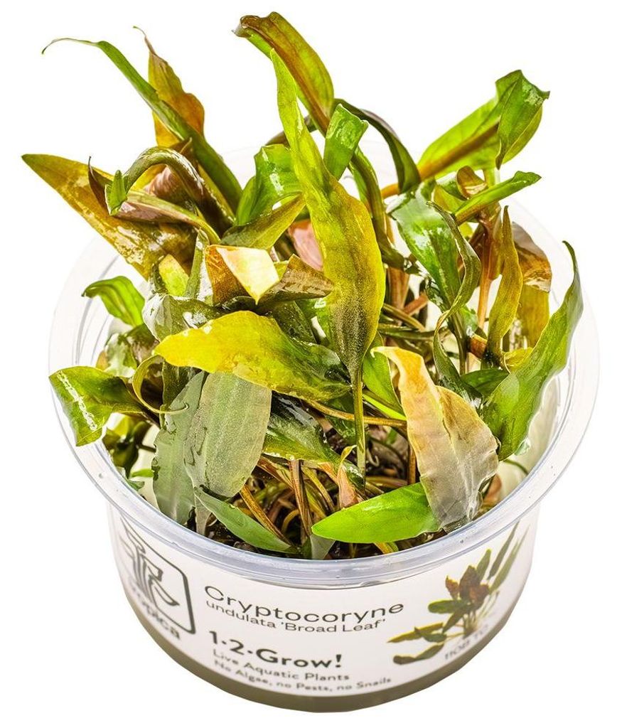 Aquarium Pflanze Cryptocoryne undulata 'Broad Leaf' Tropica Nr.110B TC in Vitro