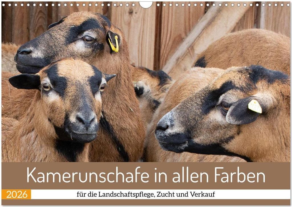 Kamerunschafe in allen Farben (Wandkalender 2026 DIN A3 quer), CALVENDO Monatskalender