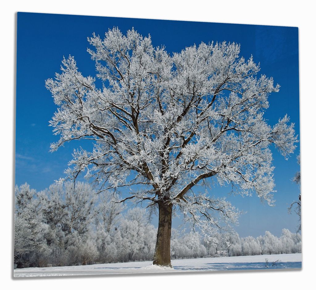 Wallario Herdabdeckplatte aus Glas, Größe 60 x 52 cm 1-teilig, Motiv Schneebedeckter Baum mit blauen Himmel