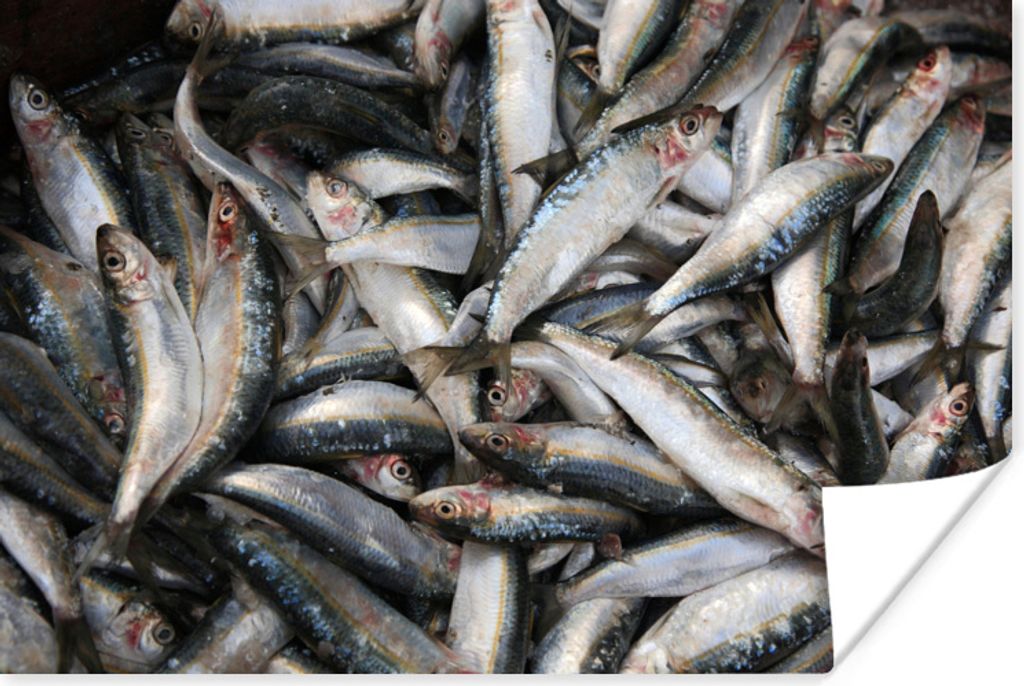 MuchoWow Poster Stapel von Fisch im Libanon 120x80 cm - Bilder