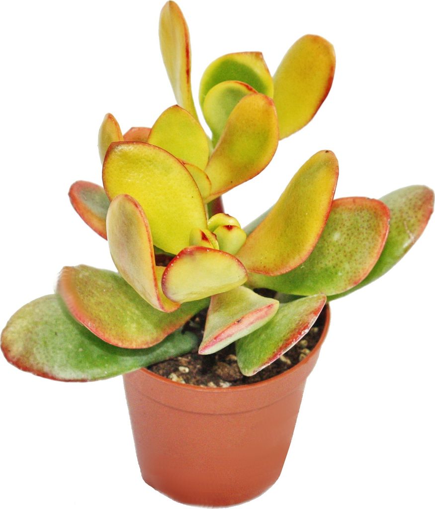 Crassula portulacea "Sunset" - mittelgrosse Pflanze im Produktbild