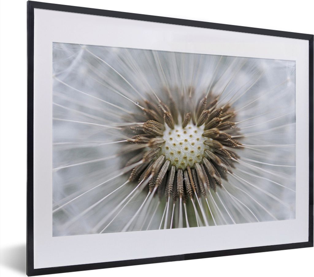 MuchoWow MuchoWow Gerahmtes Poster Löwenzahn, dem ein paar Samen fehlen 40x30 cm - Poster mit zchwarzem Bilderrahmen - Bilderrahmen - Poster i...