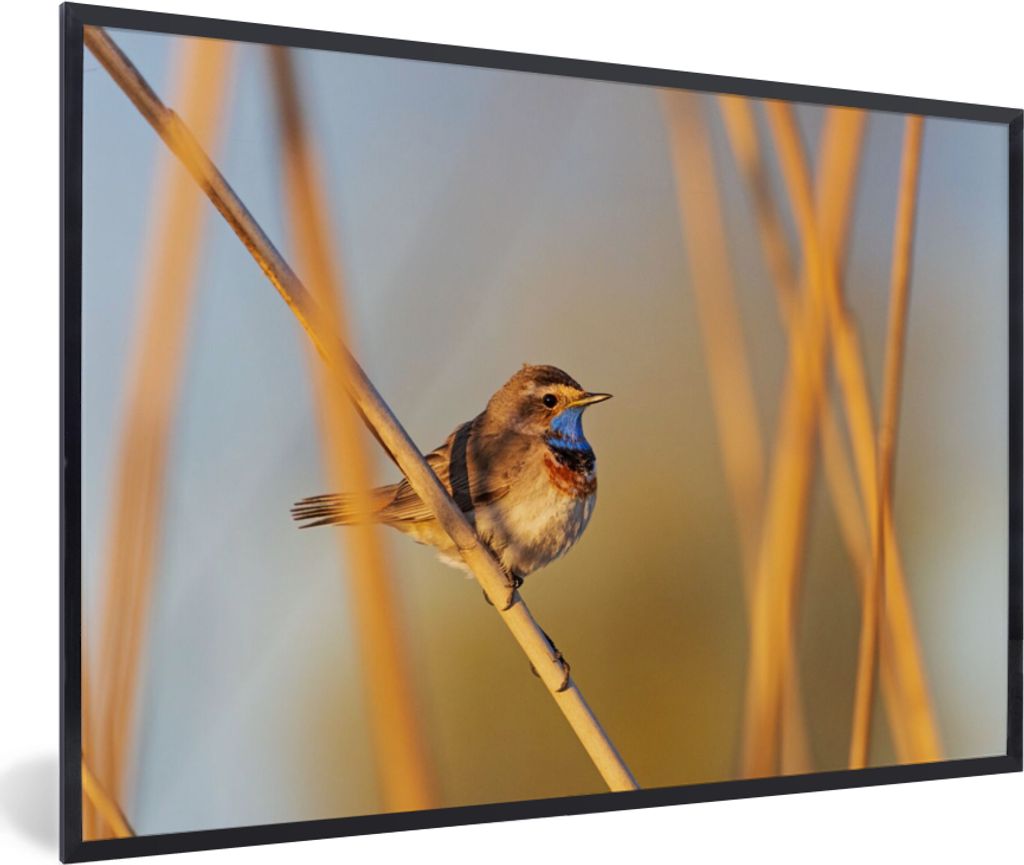 MuchoWow Gerahmtes Poster Vögel - Blaukehlchen - Schilf 60x40 cm - Poster mit Schwarzem Bilderrahmen Wandposter Rahmen Foto Bilder - Printing - ...