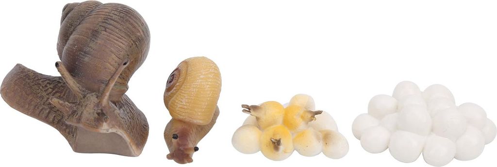 Schneckenwachstumszyklus, Insektenmodell, Lebenszyklusmodell, Kognition, Lernspielzeug für Kinder