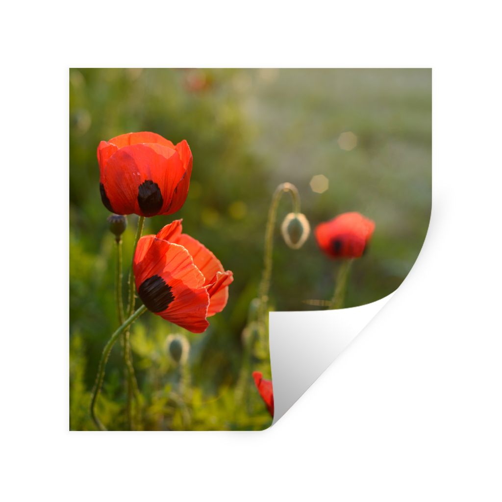 MuchoWow Wandtattoo Wandsticker Wandaufkleber Mohnblumen bei Sonnenuntergang 80x80 cm Selbstklebend und Repositionierbar - Wierderverwendbar - Se...