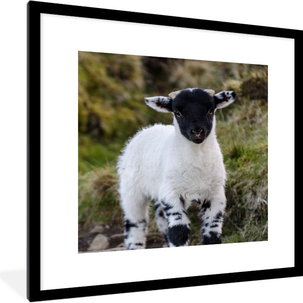 MuchoWow Gerahmtes Poster Lamm - Schwarz - Weiß - Tupfen 40x40 cm - Poster mit Schwarzem Bilderrahmen Wandposter Rahmen Foto Bilder - Poster - P...