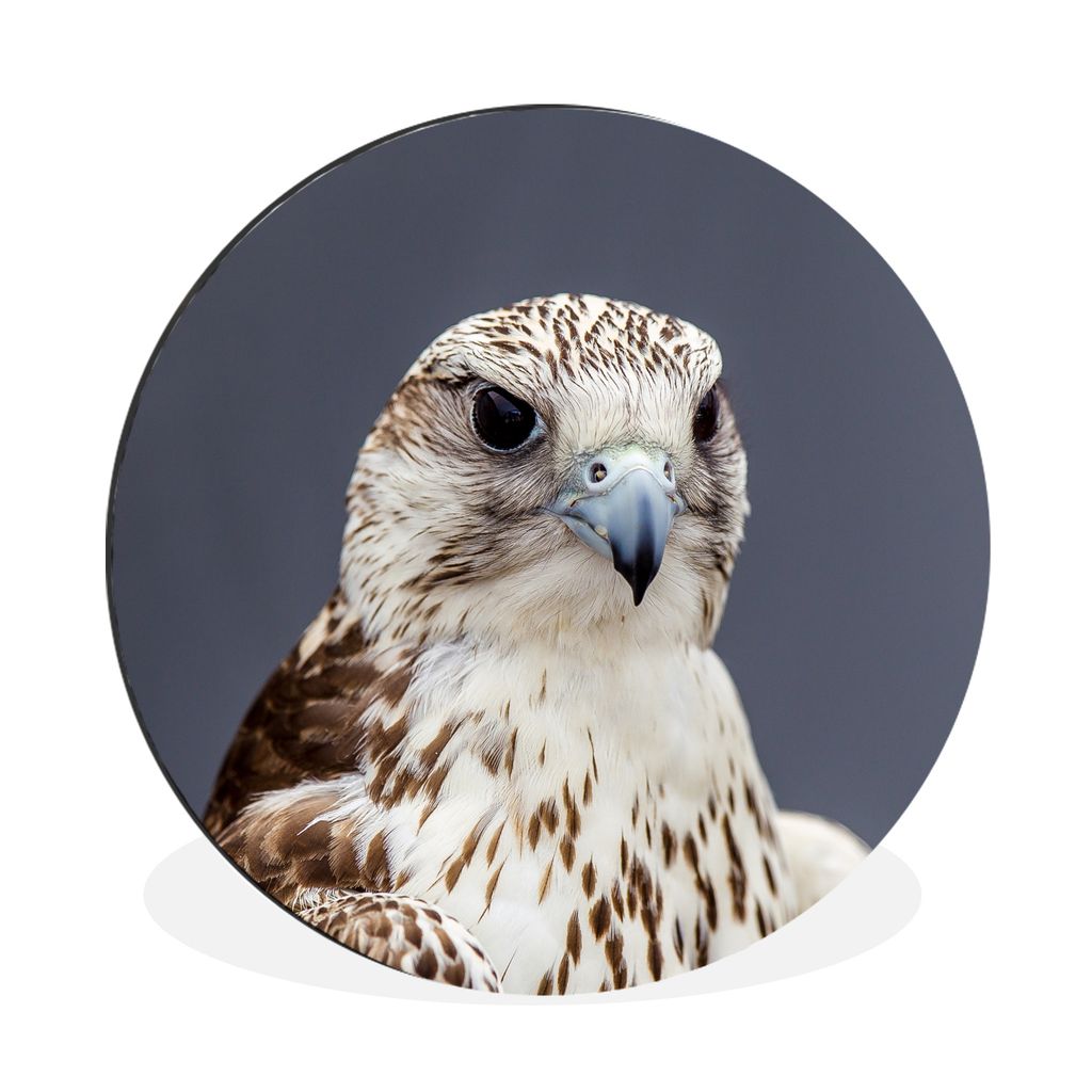 MuchoWow Aluminium Wandkreis Falke - Vogel - Federn Ø 30 cm Wanddeko Modern Wohnzimmer - Wand Bild - Wohnzimmer - Runde Bilder - Alubilder - Kun...