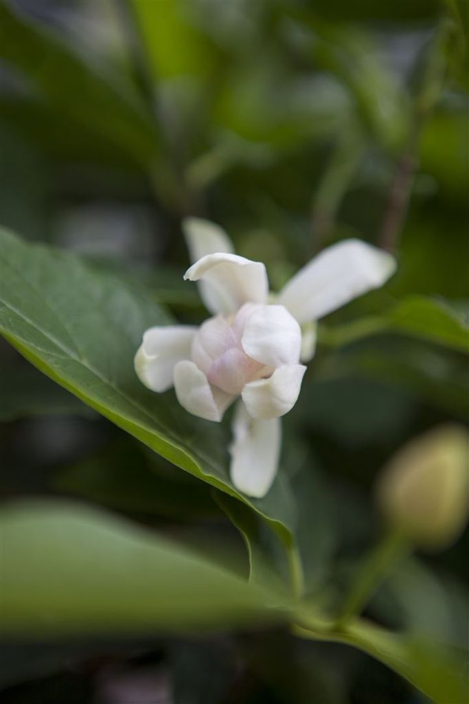 Sinocalycanthus 'Venus', duftend, 40–60 cm