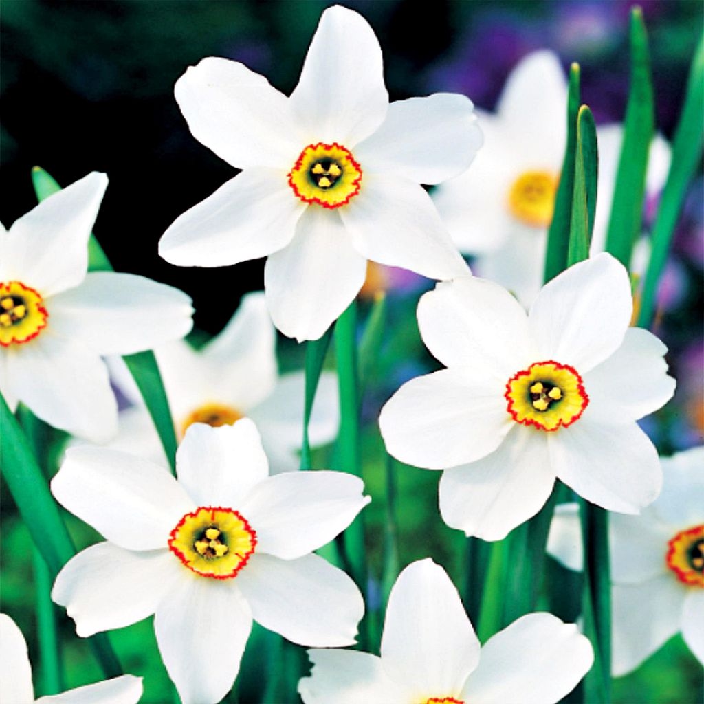Bulbi di giunchiglia Bulbi di fiori Narcisi profumati Immagine del prodotto 