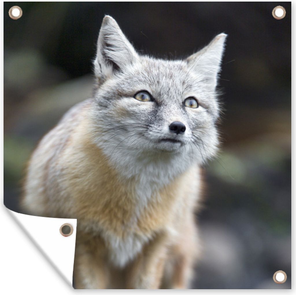 MuchoWow 50x50 cm Outdoor-Poster Gartendeko Sichtschutz Garten Poster für den Garten Fuchs - Makro - Baum