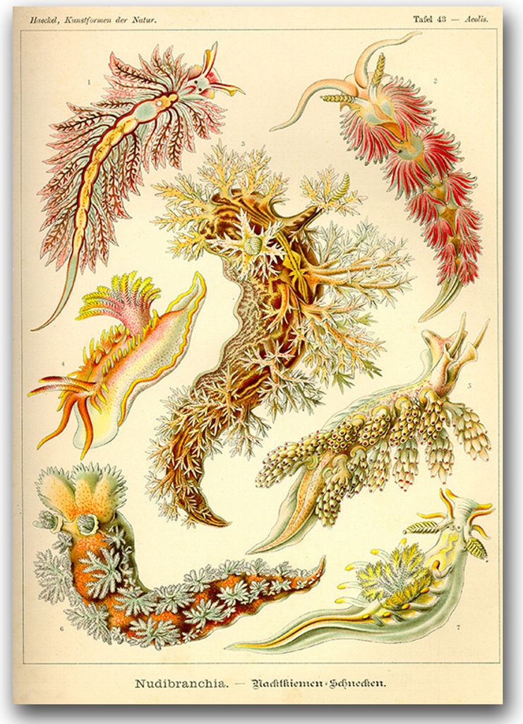 Poster - Canvas - Leinwand - 59,4 cm x 84,1 cm - Fotoposter - Leinwandkunst - Mollusken Nudibranchia