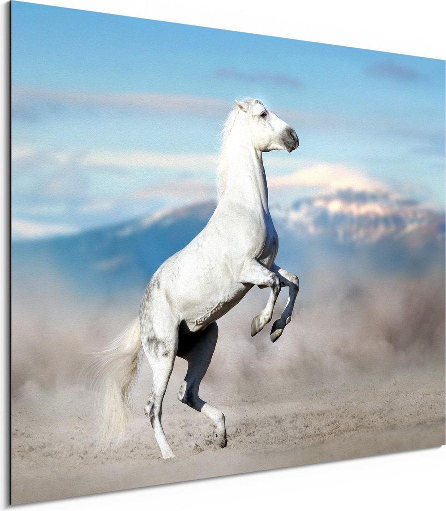 DEQORI Alu-Dibond Bild Weiß 40x30 cm 'Hoch auf den Hufen' Wandbild Metall dünn Design