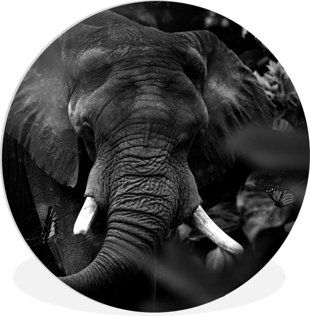 MuchoWow Rundes Wandbild - Runde Bilder Tiere - Elefant - Schmetterlinge - Schwarz - Weiß Ø 60 cm Kreis Wanddekoration Kunststoff - Wandkreis -...