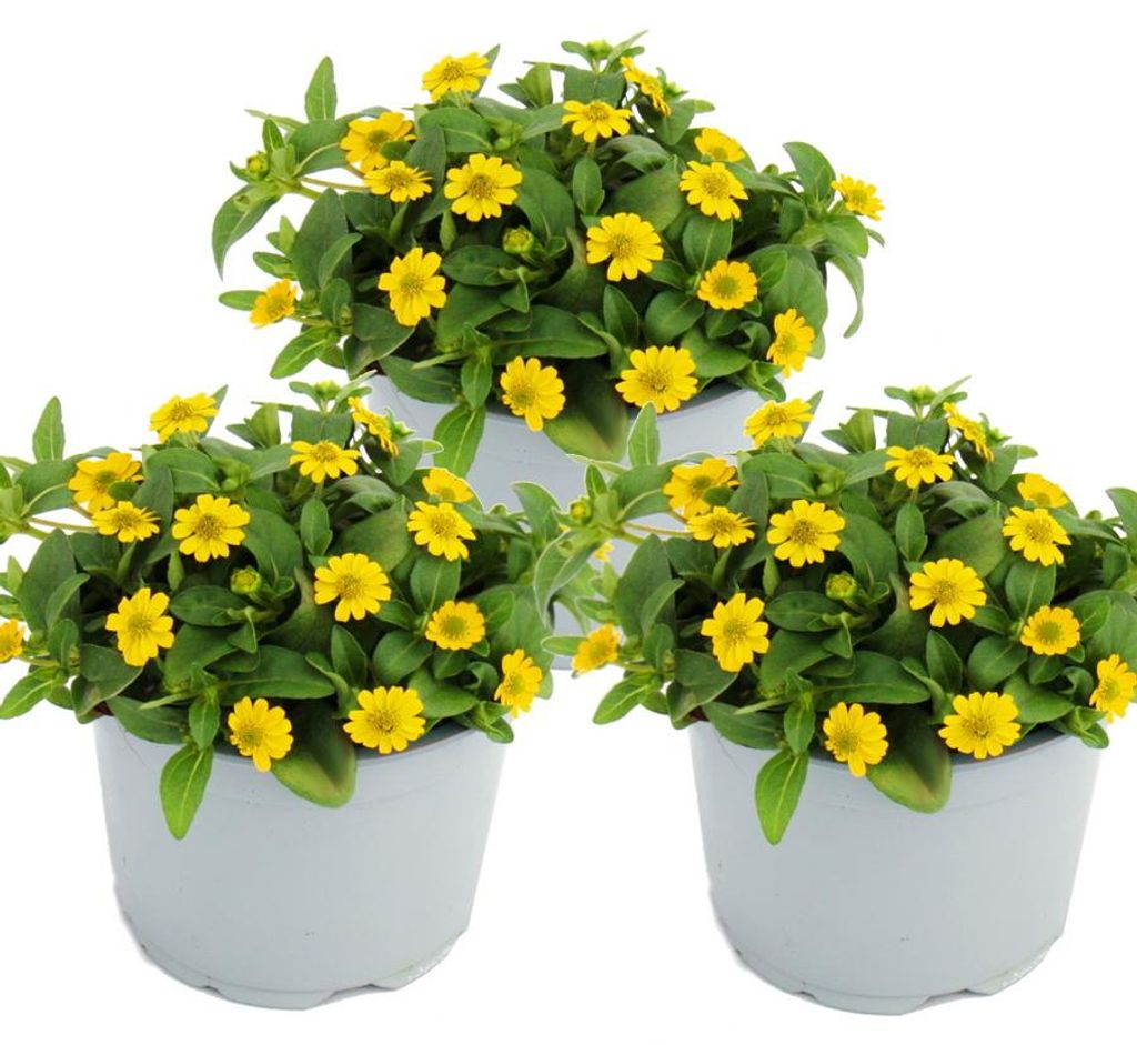 Husarenknöpfchen - gelb - Sanvitalia - 12cm - Set mit 3 Produktbild 