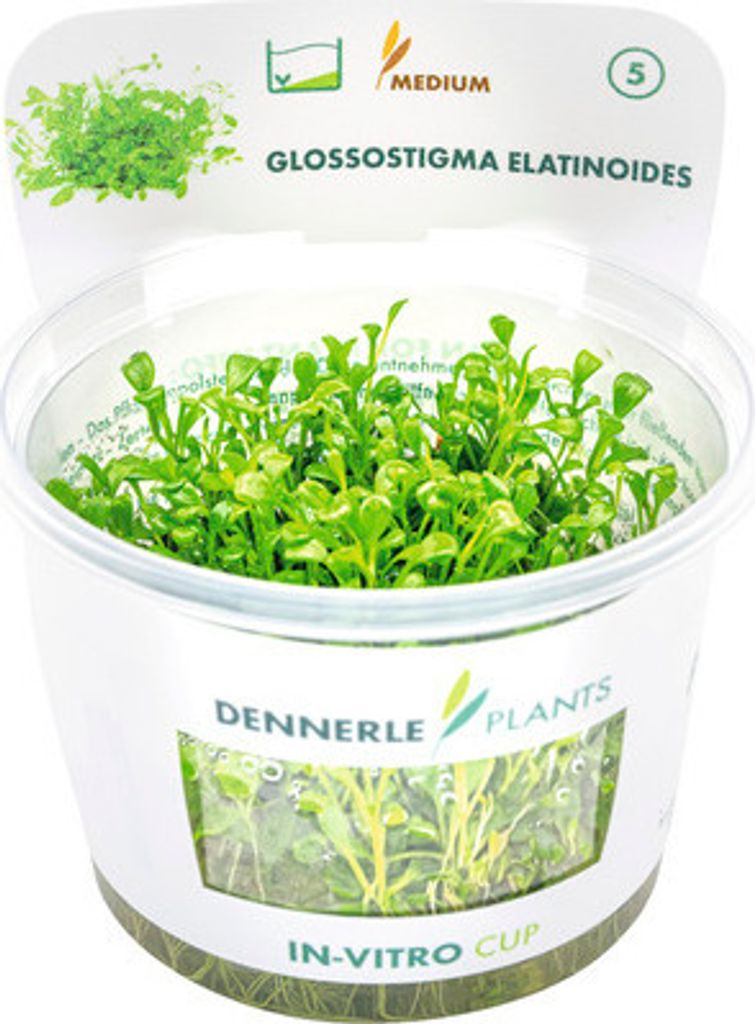 Glossostigma elatinoides In-Vitro