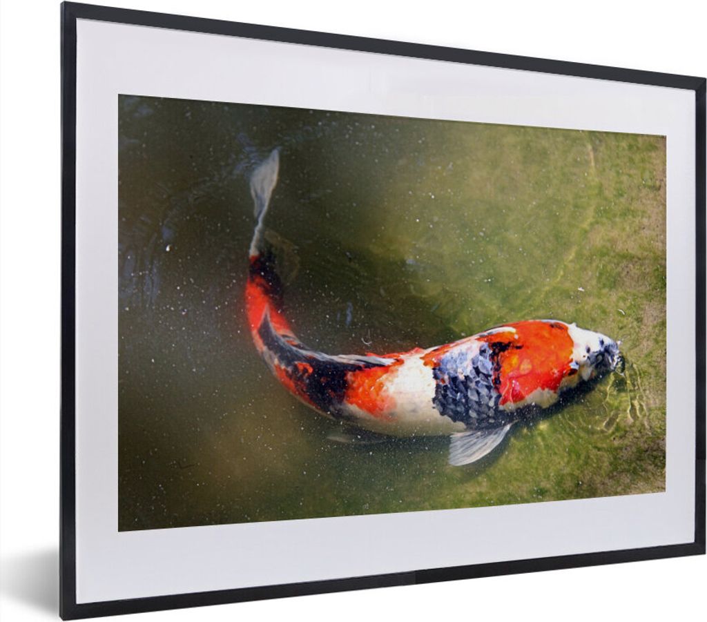 MuchoWow® MuchoWow® Gerahmtes Poster Ein Koi-Karpfen auf Produktbild 