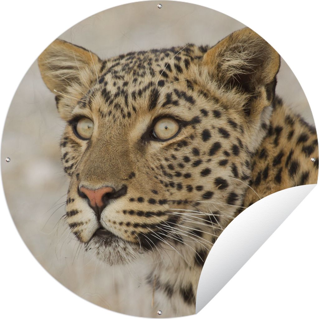 MuchoWow Gartenposter Outdoor-Poster Rund Leopard - Makro - Braun Ø 120 cm Gartendeko Rundes Poster draußen