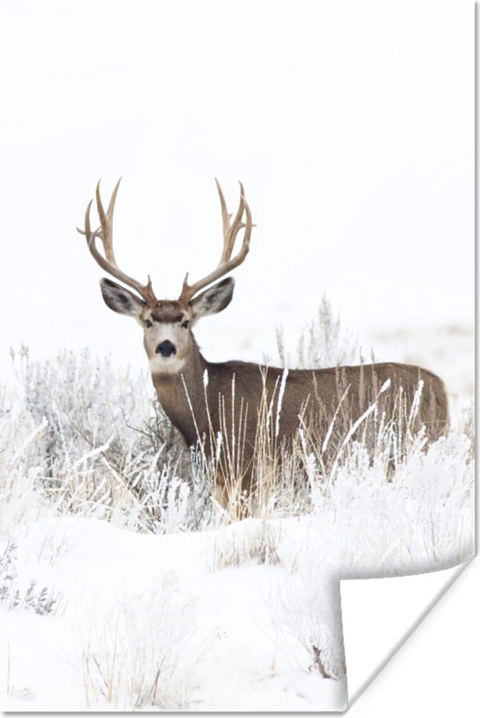 MuchoWow Poster Hirsche - Winter - Schnee - Tiere - Jahreszeiten - Weiß 40x60 cm - Plakate für die Wand - Poster Babyzimmer