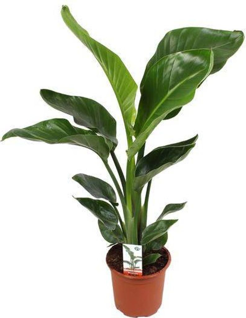 Strelitzia Nicolai Ø17cm 70cm – Baumstrelitzie Zimmerpflanze Paradiesvogelblume