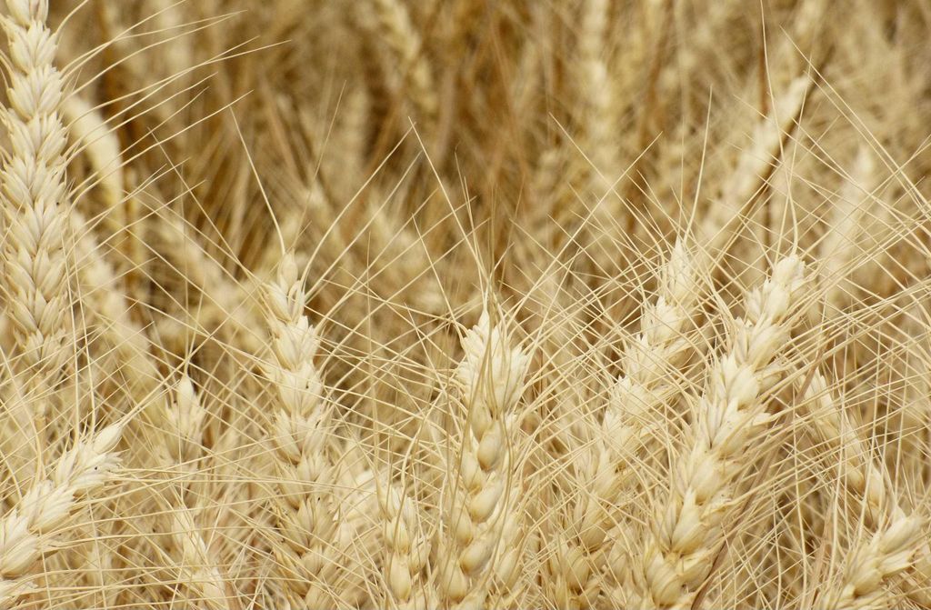 hansepuzzle 97887 - Weizen Puzzle, 500 Teile, Hintergründe, 46,0 x 30,0cm mit hochwertiger Aufbewahrung, Kartonbox und wiederverschließbarem Beutel