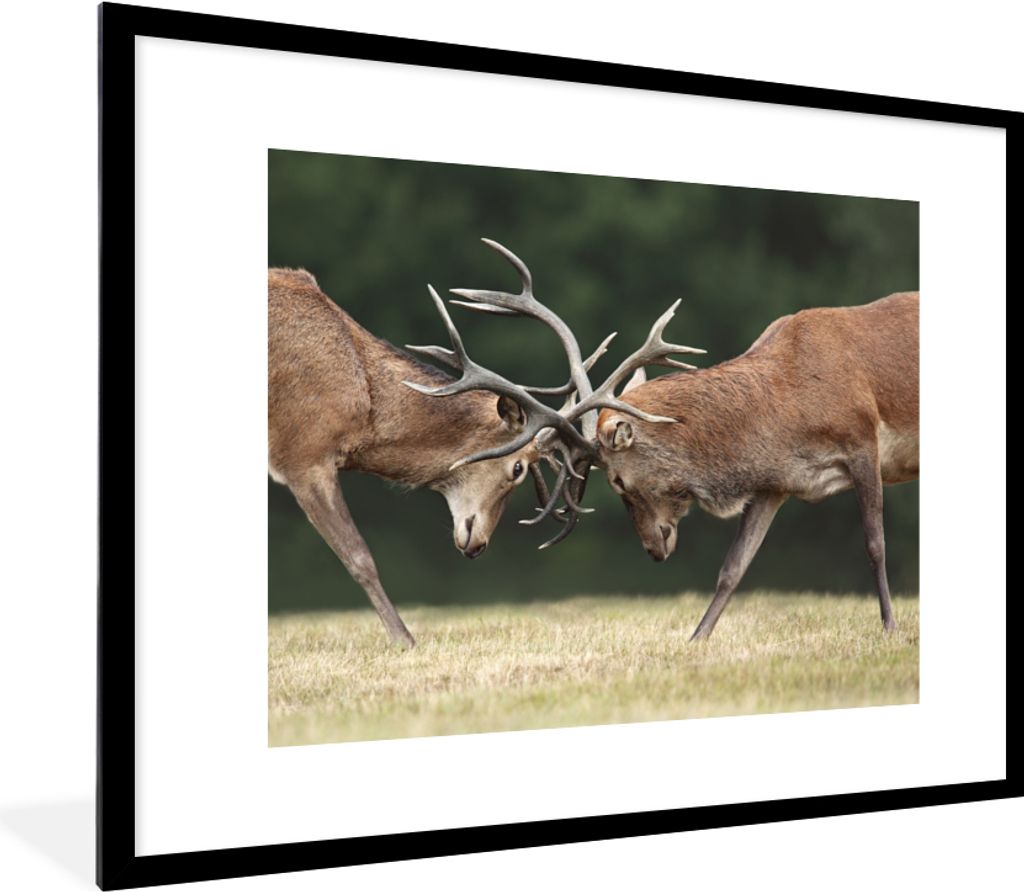 MuchoWow® MuchoWow® Gerahmtes Poster Hirsche - Geweihe - Produktbild 