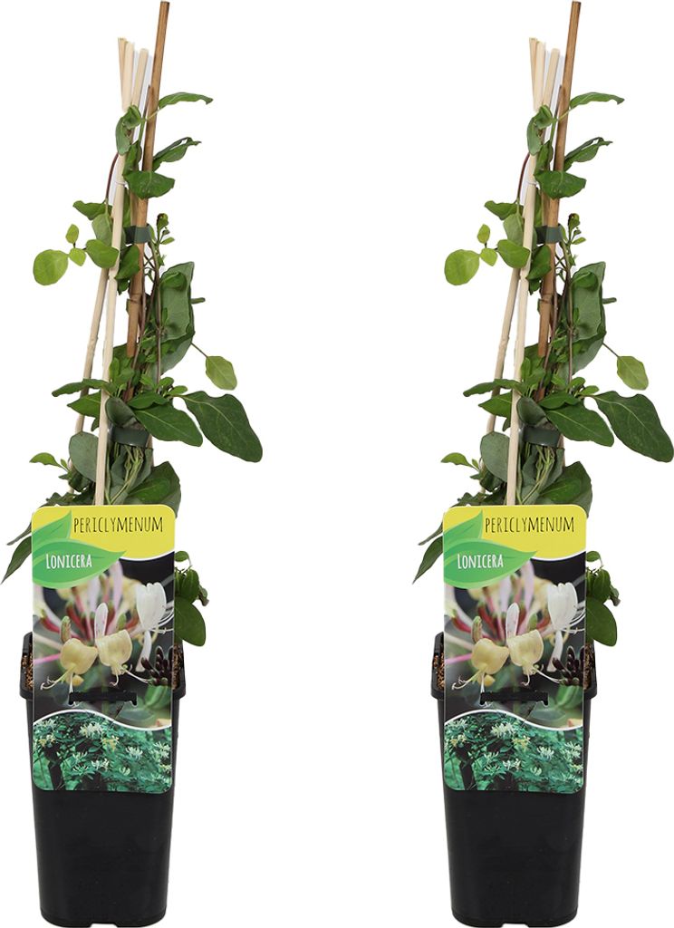 Bloomique - 2er-Set - Lonicera periclymenum - Wildes Geißblatt - Gelb - Kletterpflanzen - Gartenpflanzen - Winterhart - Topf 15 cm - 70-80 cm hoch