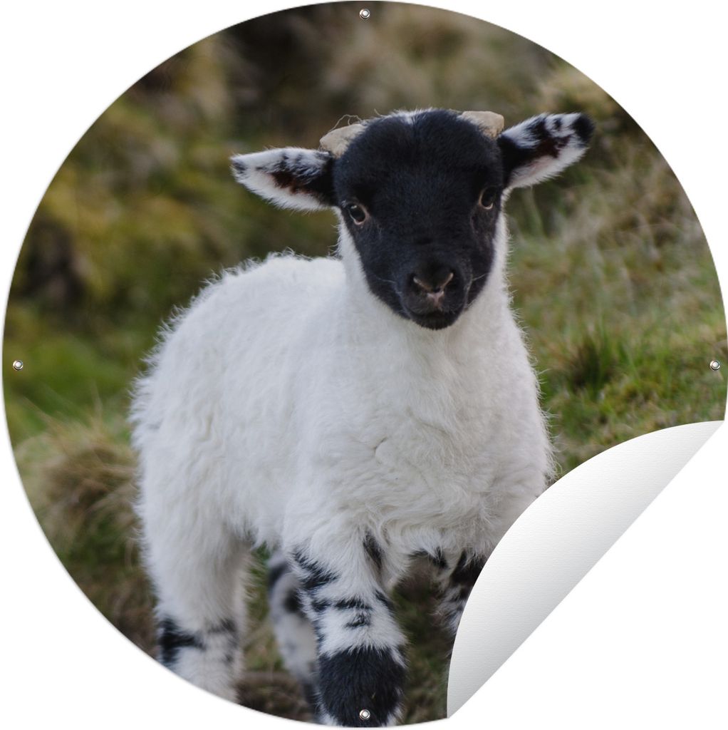 MuchoWow Gartenposter Outdoor-Poster Rund Lamm - Schwarz - Weiß - Tupfen Ø 60 cm Gartendeko Rundes Poster draußen