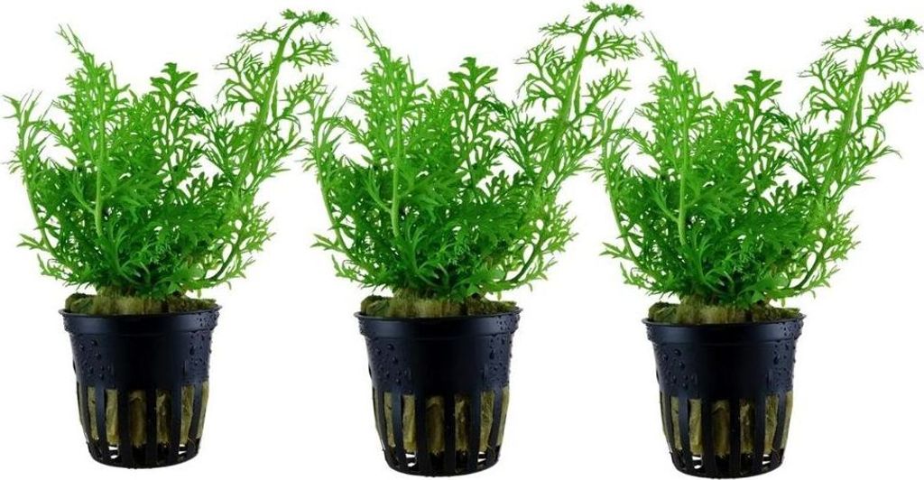Aquarium Pflanze 3 Stück Ceratopteris thalictroides AquaOne Nr.305A Pflanzen Set