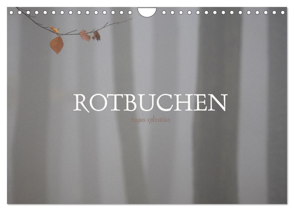 Rotbuchen (Wandkalender 2027 DIN A4 quer), CALVENDO Monatskalender