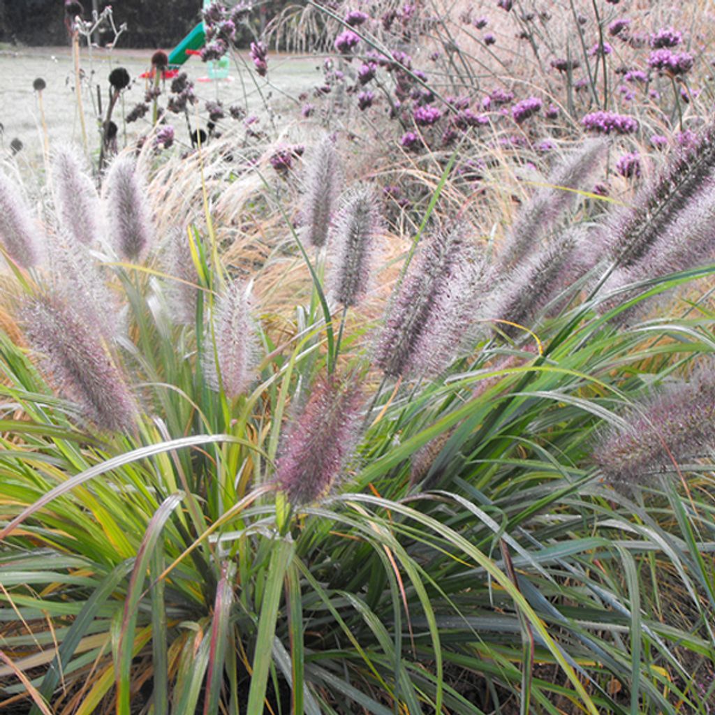 6 x Niedriges Lampenputzergras  - Pennisetum alopecuroides Produktbild 