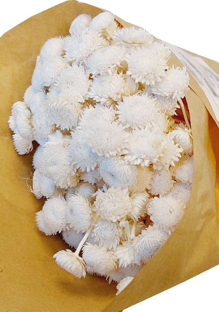 Botao Dorado getrocknet I weiss I ca. 50 cm I Knopfblumen I Trockenblumen