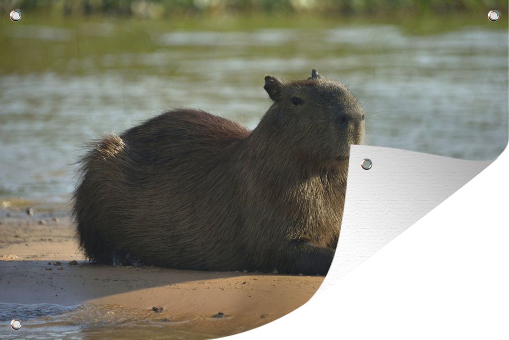 MuchoWow 90x60 cm Outdoor-Poster Gartendeko Sichtschutz Garten Poster für den Garten Am Wasser liegendes Wasserschwein