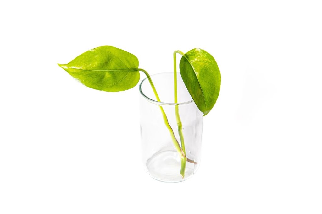 Gardners Epipremnum Aureum - odrezky na zakorenenie Obrázok produktu 
