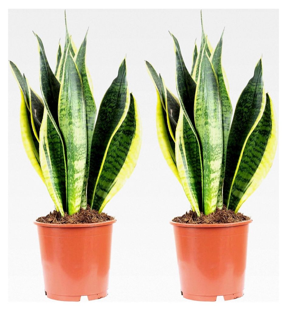 2er-Set Bogenhanf - echte Zimmerpflanze, Sansevieria trifasciata Laurentii - Höhe ca. 45 cm, Topf-Ø 14 cm