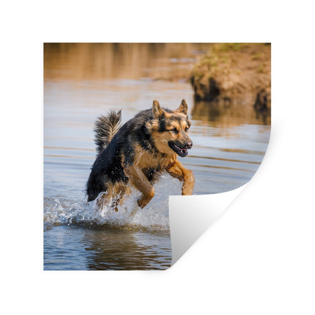 MuchoWow Wandtattoo Wandsticker Wandaufkleber Ein Deutscher Schäferhund spielt im Wasser 100x100 cm Selbstklebend und Repositionierbar - Wierder...