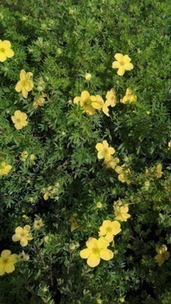 10 x Potentilla frut. 'Klondike' - Fingerstrauch 30- 40 cm Wurzelnackt