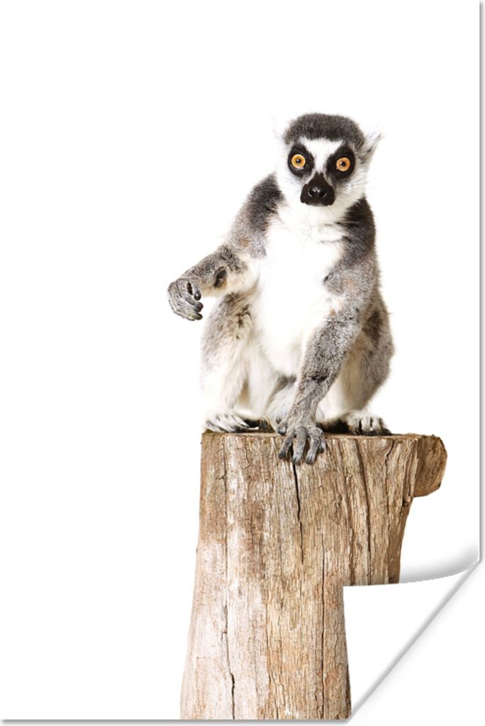 MuchoWow Poster Baum - Affe - Ringelschwanzlemur 60x90 cm - Wanddekoration