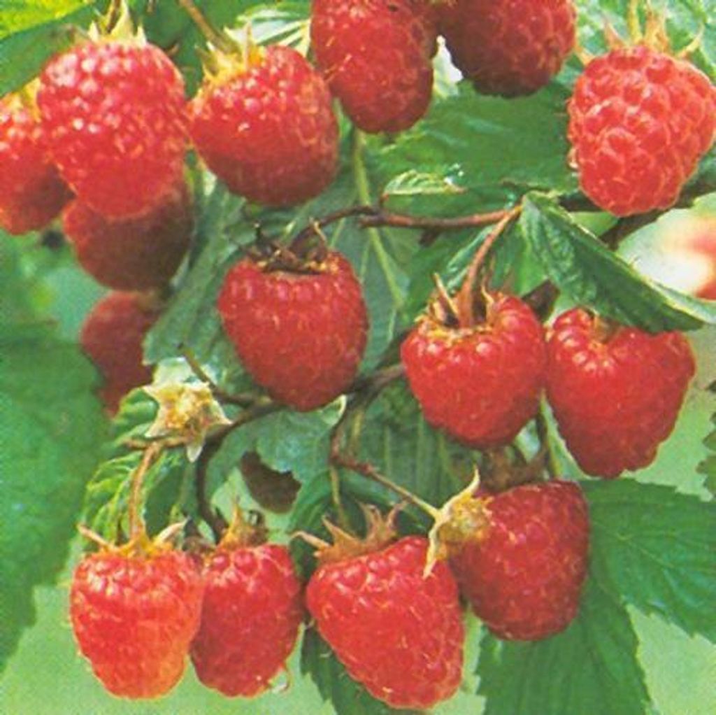 Himbeerpflanze Malling Promise Himbeere früh tragend 2 L Topf aromatisch lecker