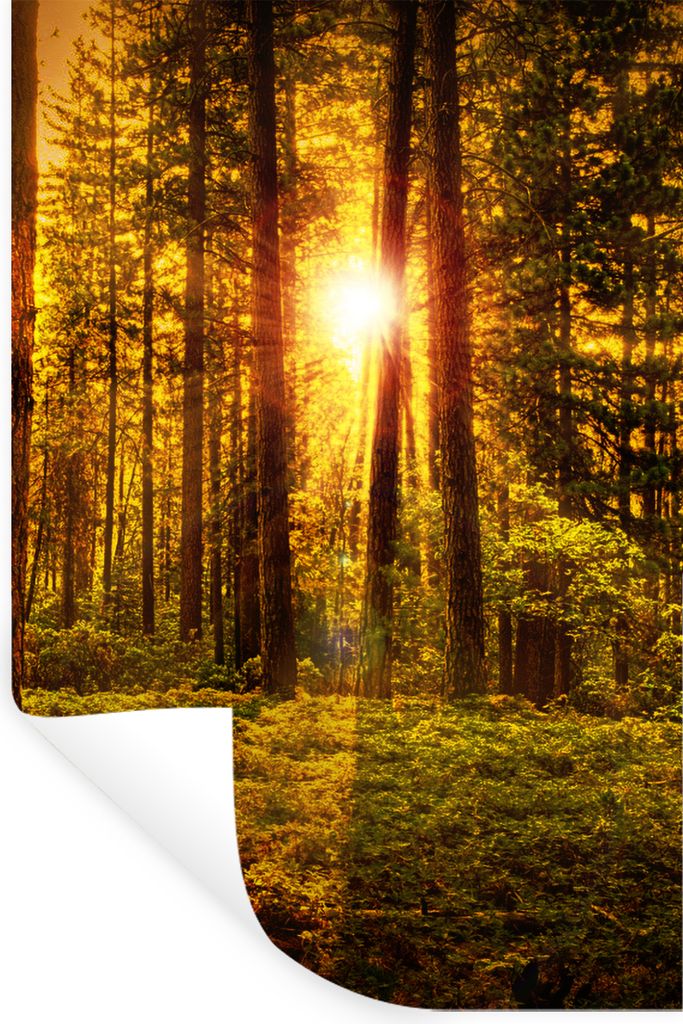 MuchoWow Wandtattoo Wandsticker Wandaufkleber Wald - Sonne - Bäume - Natur - Sonnenuntergang 60x90 cm Selbstklebend und Repositionierbar - Stick...