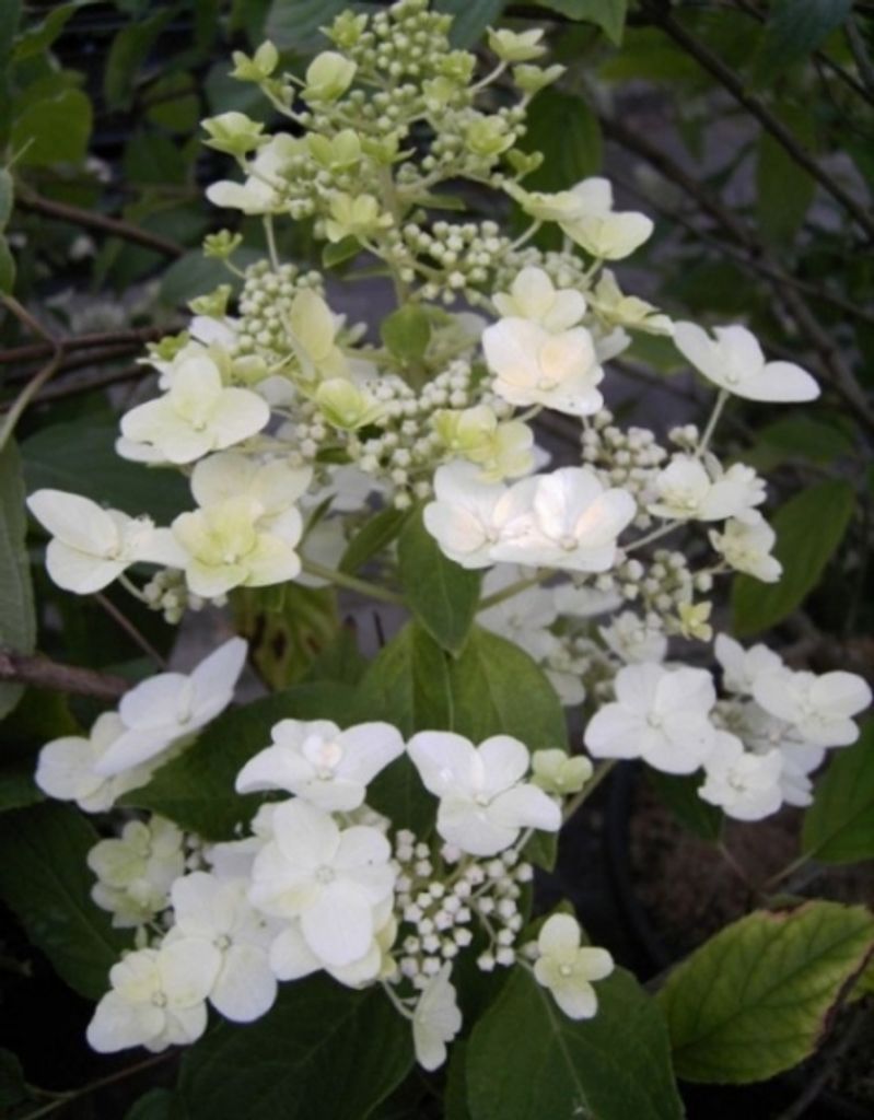 Rispenhortensie Unique - Hydrangea paniculata Unique - 40-60cm