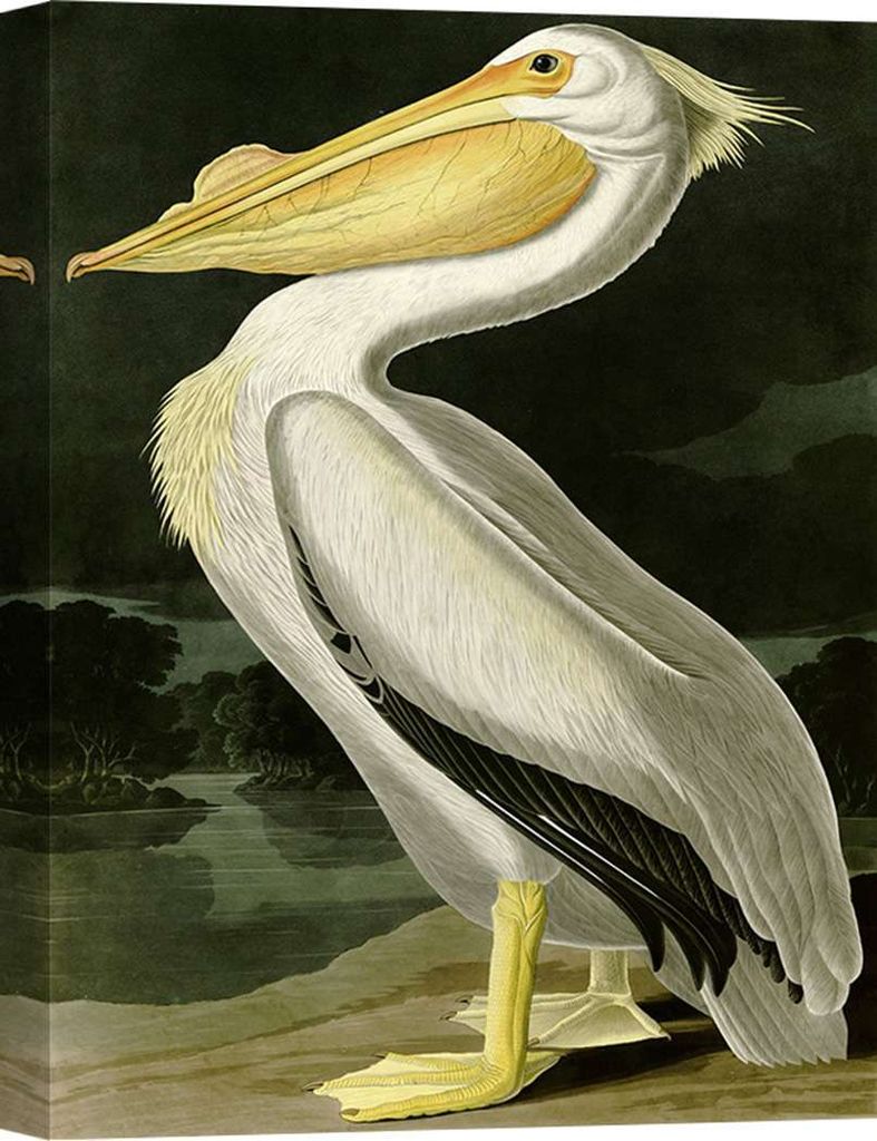 Leinwandbild mit Vögeln - John James Audubon, American White Pelican – 120x90 cm