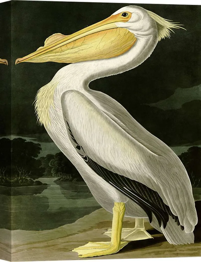 Toile oiseaux John James Audubon American White Pelican - 100x70 cm