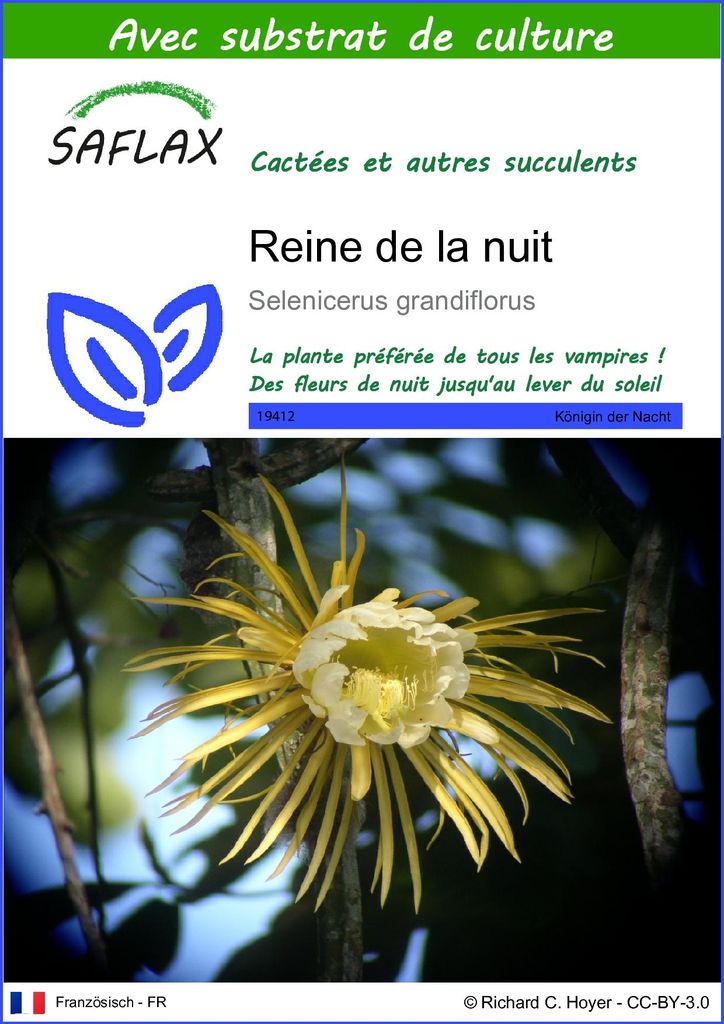 SAFLAX  - Reine de la nuit - 40 graines - Avec substrat - Image du produit 