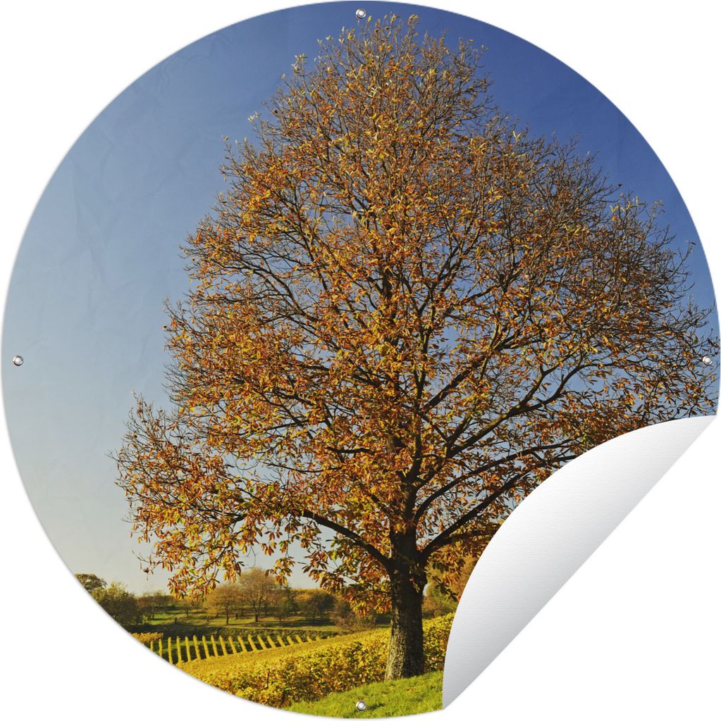 MuchoWow Gartenposter Outdoor-Poster Rund Kastanienbaum in einer Weinberglandschaft Ø 60 cm Gartendeko Rundes Poster draußen